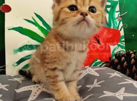 British Gold Ny12 Ve Gold Tabby görsel