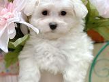 En Güzel Maltese Irkı Bebeklerimiz