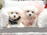 En Güzel Maltese Irkı Bebeklerimiz