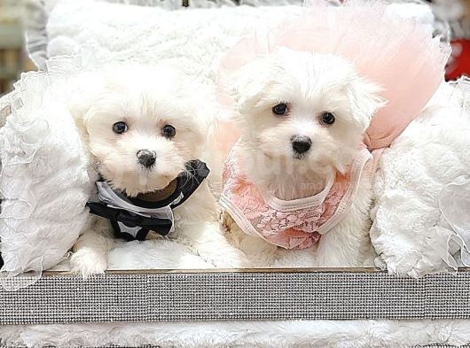 En Güzel Maltese Irkı Bebeklerimiz görsel