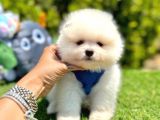 Safkan Pomeranian Boo Yavrularımız