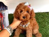 Koyu Kızıl Maltipoo Yavrular
