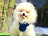 Ayıcık Surat Pomeranian Yavrular