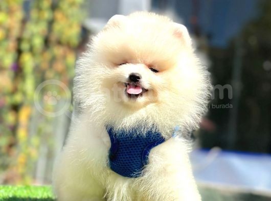 Ayıcık Surat Pomeranian Yavrular görsel