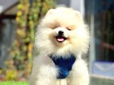 ayıcık surat pomeranian yavrular