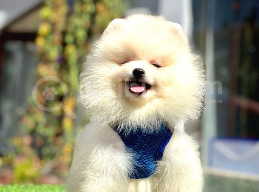 Ayıcık Surat Pomeranian Yavrular