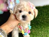 Eşsiz Renk Geçişiyle Maltipoo