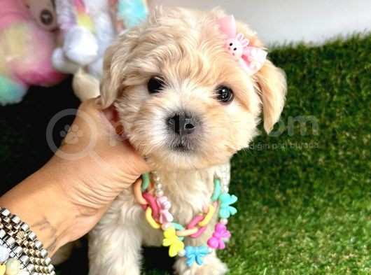 Eşsiz Renk Geçişiyle Maltipoo görsel
