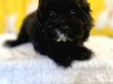 siyah inci maltipoo kızımız