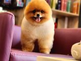 Türkiyenin En Iyisi Pomeranian Boo