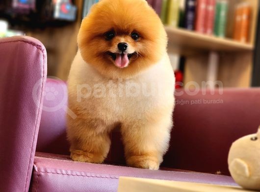 Türkiyenin En Iyisi Pomeranian Boo görsel