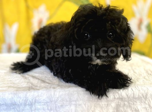 Siyah Inci Maltipoo Kızımız görsel