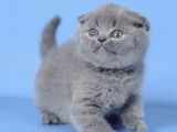 Kulaksız Gri Scottish Fold