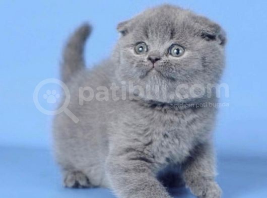 Kulaksız Gri Scottish Fold görsel