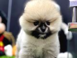2 Aylık Dişi Teacup Pupyyy  Kart Scrli Pomerania Yavrular