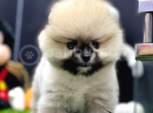 2 Aylık Dişi Teacup Pupyyy  Kart Scrli Pomerania Yavrular görsel