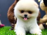 2 Aylık Dişi Teacup Pupyyy  Kart Scrli Pomerania Yavrular