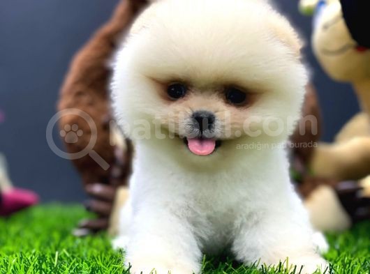 2 Aylık Dişi Teacup Pupyyy  Kart Scrli Pomerania Yavrular görsel