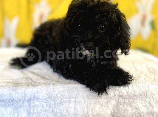 Siyah Inci Maltipoo Kızımız görsel