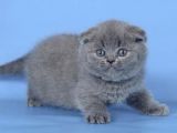 Kulaksız Gri Scottish Fold