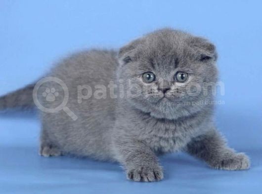 Kulaksız Gri Scottish Fold görsel