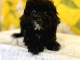 Siyah Inci Maltipoo Kızımız