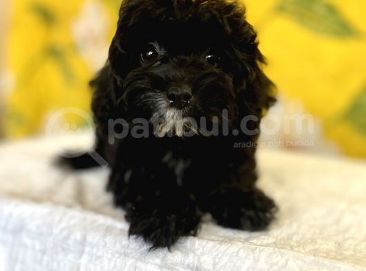 Siyah Inci Maltipoo Kızımız görsel