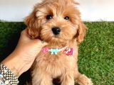 Üst kalitede   maltipoo yavruları 