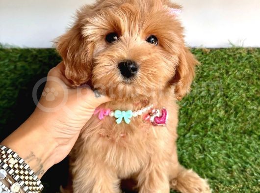 Üst Kalitede   Maltipoo Yavruları 