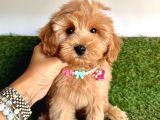 Üst Kalitede   Maltipoo Yavruları 