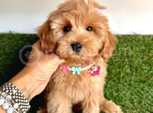 Üst Kalitede   Maltipoo Yavruları  görsel