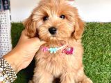 Üst Kalitede   Maltipoo Yavruları 