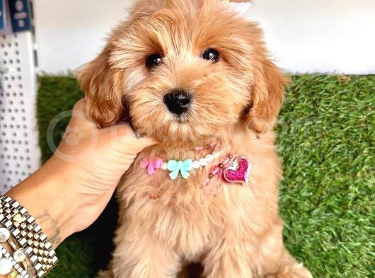 Üst Kalitede   Maltipoo Yavruları  görsel