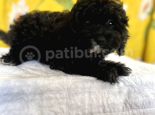 Siyah Inci Maltipoo Kızımız görsel
