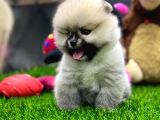 2 Aylık Dişi Teacup Pupyyy  Kart Scrli Pomerania Yavrular