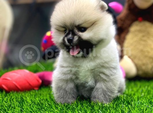 2 Aylık Dişi Teacup Pupyyy  Kart Scrli Pomerania Yavrular görsel