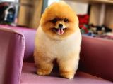 Türkiyenin En iyisi Pomeranian BOO