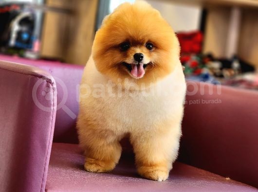 Türkiyenin En Iyisi Pomeranian Boo