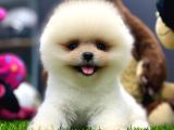 2 Aylık Dişi Teacup Pupyyy  Kart Scrli Pomerania Yavrular