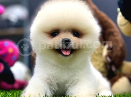 2 Aylık Dişi Teacup Pupyyy  Kart Scrli Pomerania Yavrular görsel