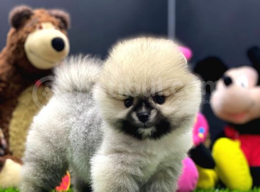 2 Aylık Dişi Teacup Pupyyy  Kart Scrli Pomerania Yavrular görsel