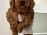 Toy Poodle Bebişler