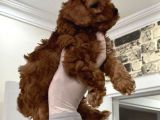 Toy Poodle Bebişler