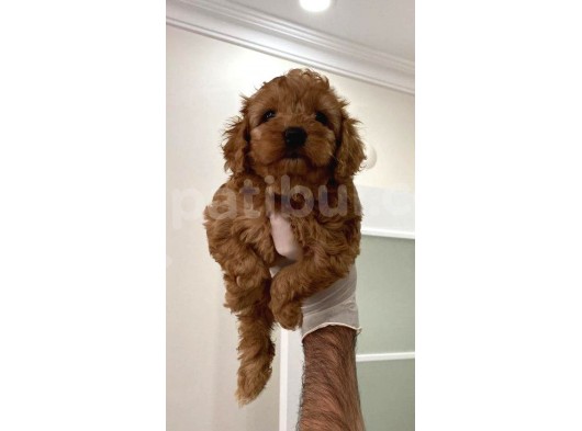 Toy Poodle Bebişler görsel