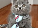 Erkek British Shorthair Yakışıklı Tombik Suratlım