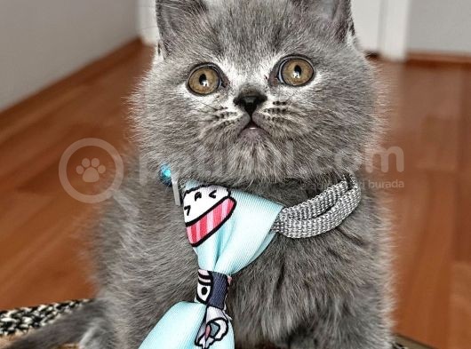 Erkek British Shorthair Yakışıklı Tombik Suratlım