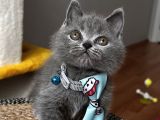 Erkek British Shorthair Yakışıklı Tombik Suratlım