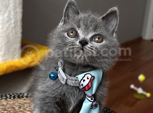 Erkek British Shorthair Yakışıklı Tombik Suratlım görsel
