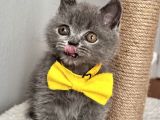 Erkek British Shorthair Yakışıklı Tombik Suratlım