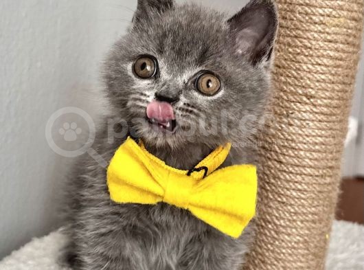 Erkek British Shorthair Yakışıklı Tombik Suratlım görsel